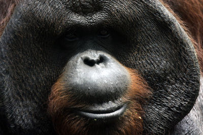 Close-up portrait of horse in zoo