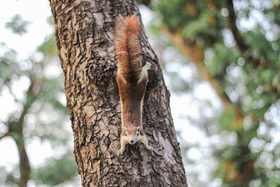 Close-up of lizard on tree trunk