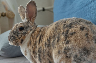 Close-up of a dog at home