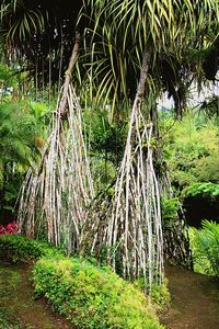 Palm trees in forest