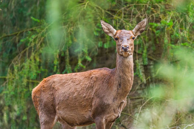 Portrait of giraffe standing on grass