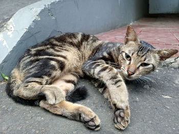 High angle view of cat resting outdoors