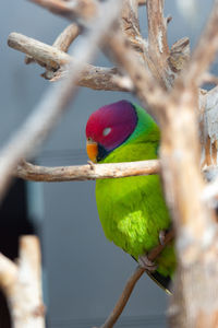Close-up of parrot perching on branch