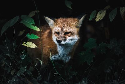 Close-up portrait of cat on plant at night