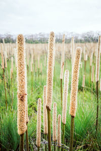 Close-up of succulent plant on field