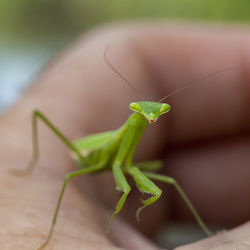 Close-up of praying mantis on hand