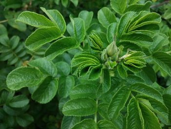 Close-up of green leaves