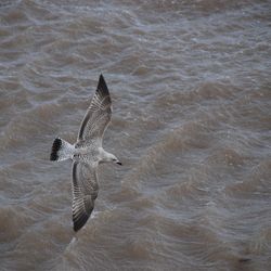 High angle view of bird flying over sea