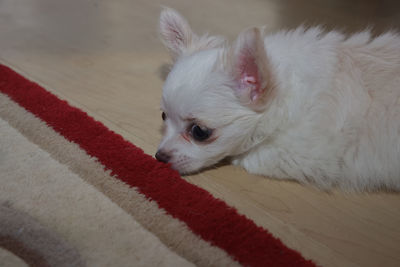 Small white chihuahua puppy resting on floor