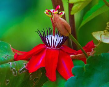 Close-up of red flowering plant