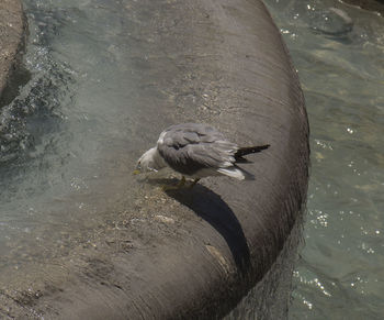 High angle view of bird in water