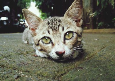 Close-up portrait of cat