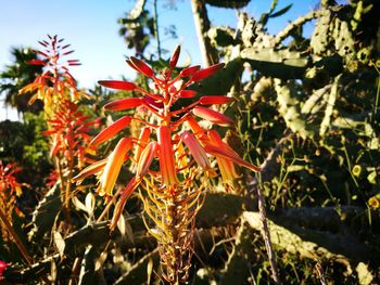 Close-up of red flowering plants on field