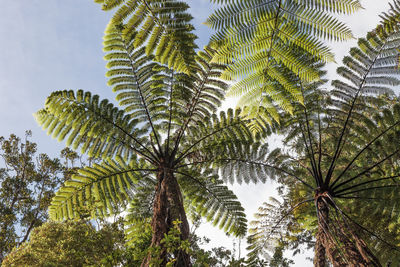 Low angle view of palm trees against sky