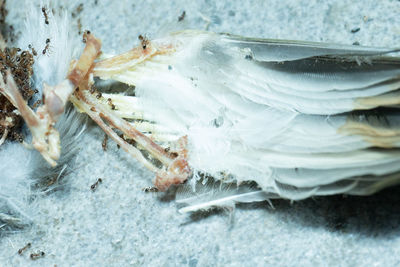 Close-up of crab in sea