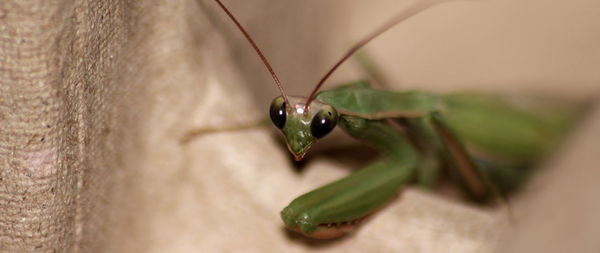 Close-up of insect