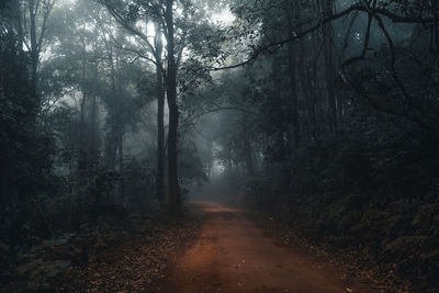 Dirt road amidst trees in forest