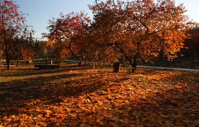 Autumn leaves on tree