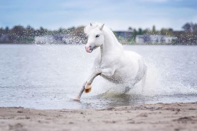 Horse running in sea