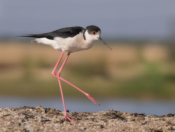 Close-up of bird perching on rock