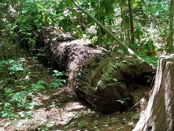 Moss growing on tree trunk in forest