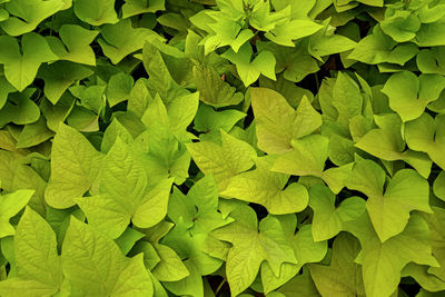 Full frame shot of leaves