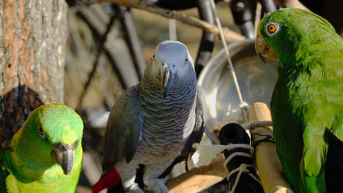 Close-up of parrot perching on leaf