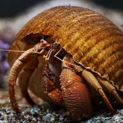 Close-up of crab