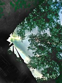 Low angle view of trees against sky