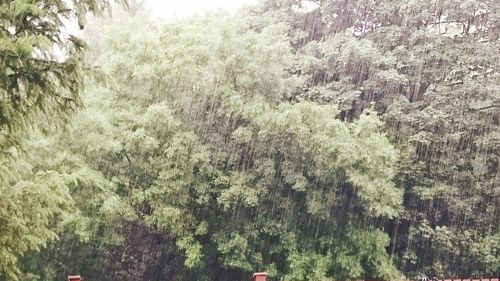 Trees growing in a park