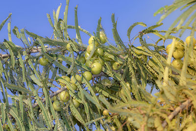 Low angle view of fruits growing on tree against sky