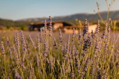 Close-up of wheat growing on field