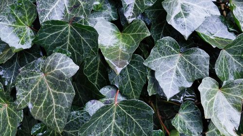 Full frame shot of leaves