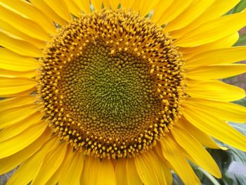 Close-up of sunflower blooming outdoors