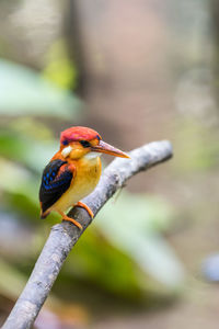 Rufous-backed baby young kingfisher perched	