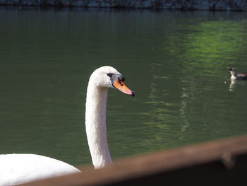 Swan floating on lake