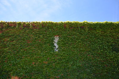 House surrounded by plants