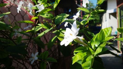 Close-up of white flowers blooming outdoors