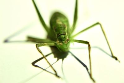 Close-up of insect on leaf