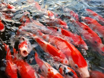 High angle view of koi carps swimming in pond