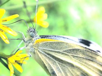 Close-up of butterfly pollinating flower