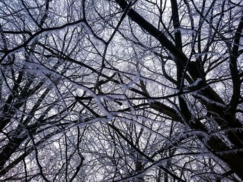 Low angle view of tree against sky