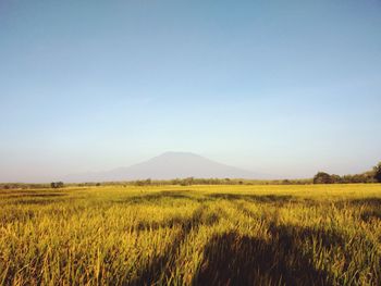 Scenic view of field against clear sky