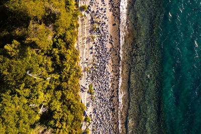 High angle view of trees by sea