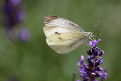 Close-up of butterfly on purple flower