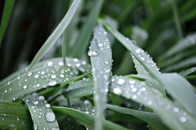 Close-up of water drops on leaf