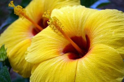 Macro shot of yellow flower head