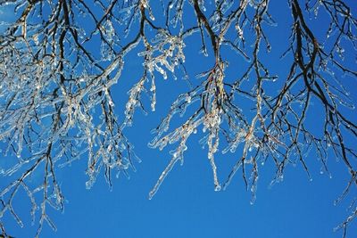 Low angle view of bare trees against blue sky