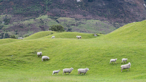 Sheep grazing in a field