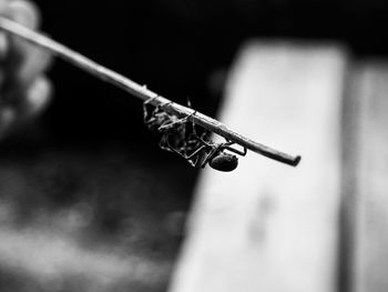 Close-up of dragonfly